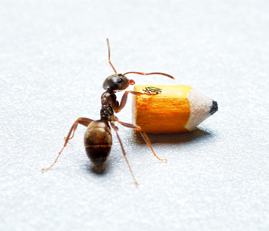 the ant